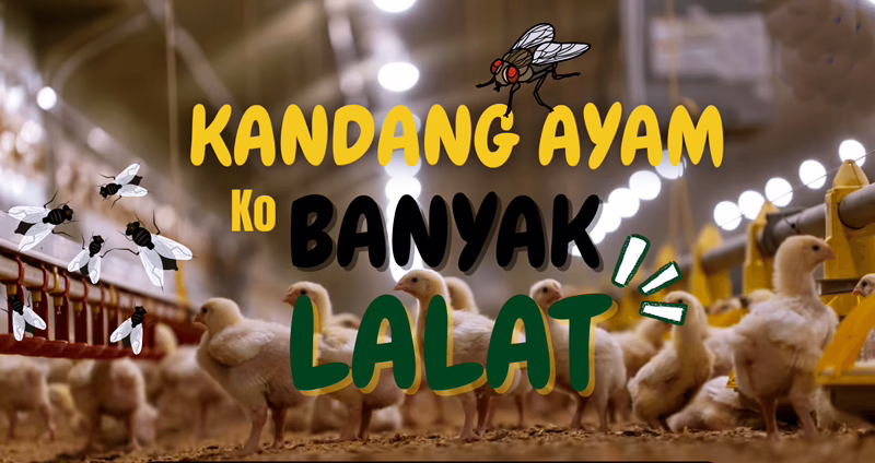 Kandang Ayam Biang Kerok Pencemaran Lingkungan di Banten: Izin Bodong? Warga Meradang