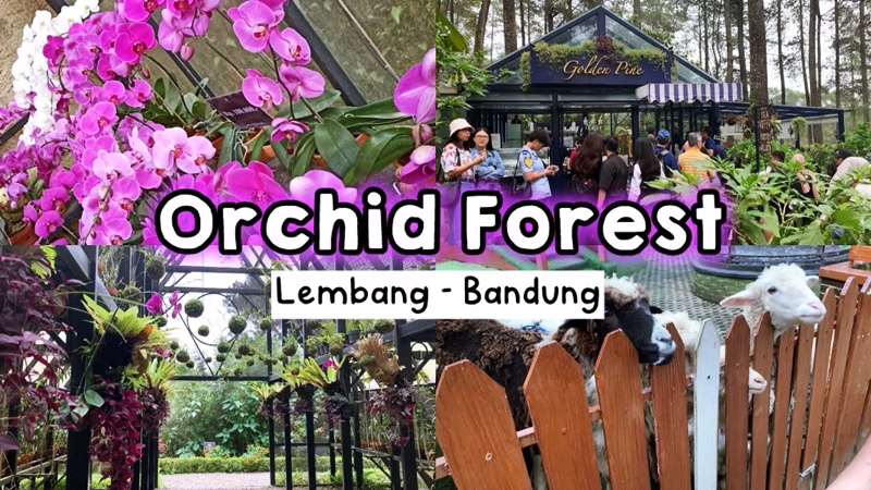 Orchid Forest Cikole Lembang 2025: Surga Anggrek yang Semakin Memesona, Harga Tiket dan Pengalaman Terbaru di Tengah Hutan Pinus!