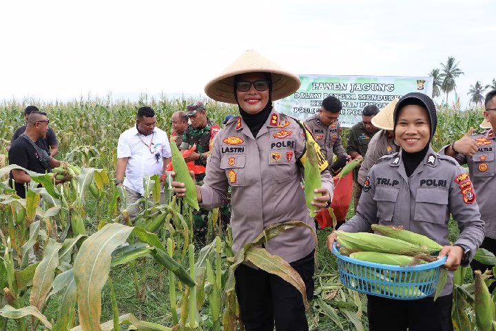 Kapolres Buru AKBP Sulastri Ajak Warga Produktif: Panen Jagung Simbol Dukungan Ketahanan Pangan dan Asta Cita Presiden