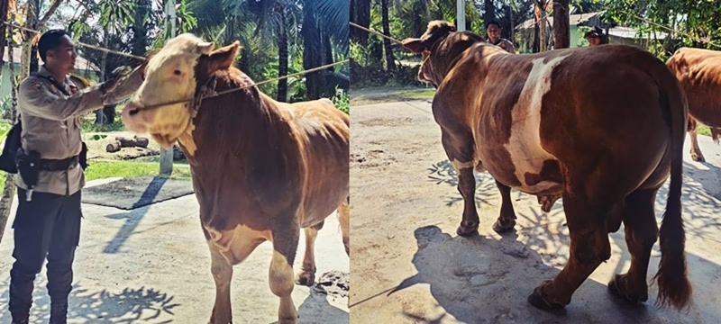 Kisah Remon, Sapi Simmental dari Riau yang Dipilih Presiden Prabowo untuk Kurban: Apa yang Membuatnya Istimewa?